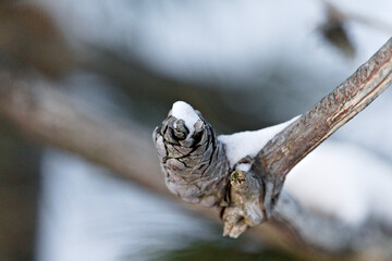 Pine cone