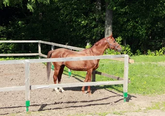 Foto op Plexiglas Dun horse grazing in the paddock behind a wooden fence © nebo81