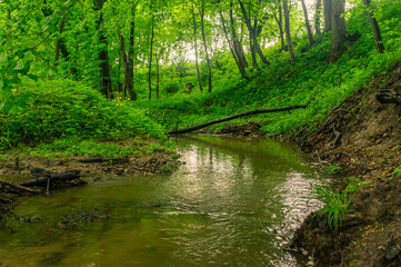 Fototapeta na wymiar Small river in park at spring time in Wojanowo in Poland.