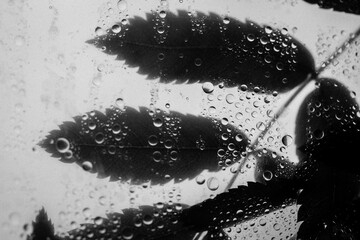 Black and white background of leaves behind a glass with lots of of water drops after rain....