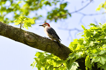 Red-Bellied Woodpecker