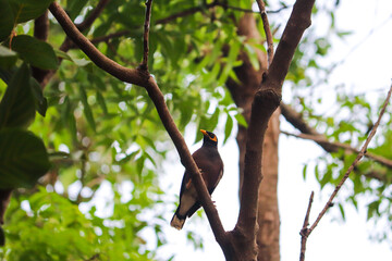 bird on tree