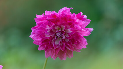 Amazing view of Dahlia flower pink with white edges.