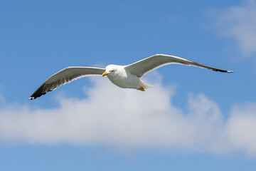 Seagull, Larus Argentatus