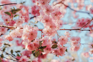 Beautiful and cute pink and white cherry blossoms (sakura) against blue sky, wallpaper background, soft focus. Pink flowers of cherry tree,  dreamy romantic image of spring.