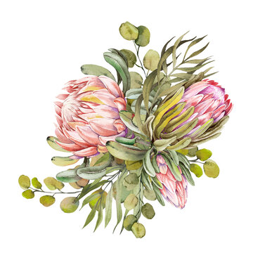 Watercolor protea flower bouquet. Hand drawn illustration on white background.