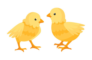 Two cute little chicken are standing together on white background