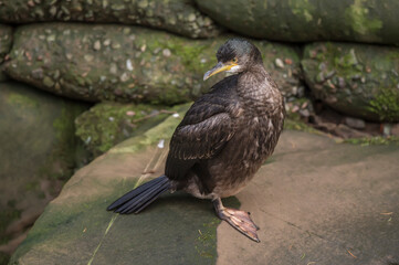 Cormorant sitting on a rock beside a river, in Scotland in the winter
