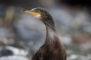 Cormorant portrait, close up in the winter in scotland