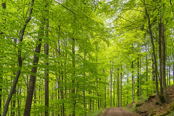Wald im Nationalpark Eifel - obrazy, fototapety, plakaty