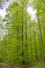 Wald im Nationalpark Eifel