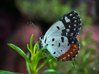 Lycaenidae butterfly Images