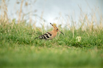 Hoopoe, close up, looking for food on the grass, next to a beach in Scotland in the Autumn. © Digital Nature 