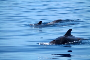 Obraz premium Pilotwale V