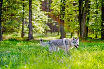 Piękny pies na tle lasu