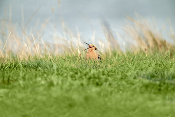 Hoopoe, close up, looking for food on the grass, next to a beach in Scotland in the Autumn.
