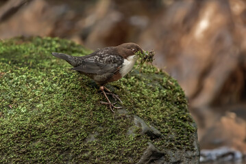 Dipper perched on a moss covered rock in a stream Scotland with nesting material in its beak