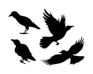 Cartoon set of black halloween holiday silhouette elements of crows on white background