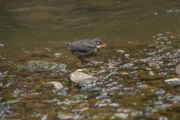 Dipper juvenile tweeting to be fed in a stream in Scotland in the springtime