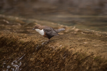 Dipper perched at the top of a waterfall in a stream in Scotland