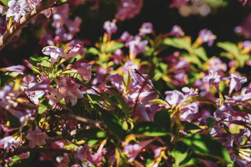Blooming plants in the garden on a summer day