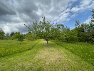 Über einer Streuobstwiese in Esslingen sind teils dunkle Wolken zu sehen. 