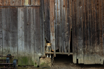 Dog in a barn in Romania