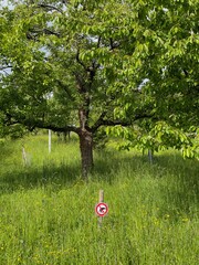 Dieses Schild vor dem Baum auf einer Streuobstwiese weist darauf hin, dass Hunde dort nicht ihr...