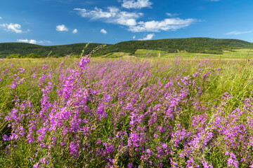 Obraz na płótnie Canvas Blooming meadow in Tokaj region, Northern Hungary