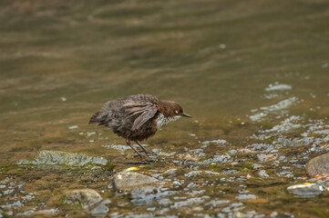 Dipper perched on a rock in a stream in Scotland grooming itself, fluffed up