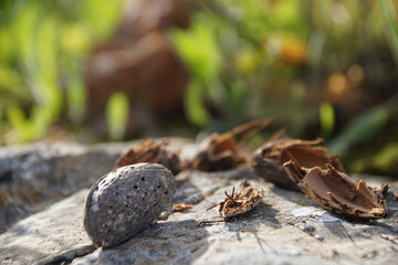 Almond Spring @ Ibiza