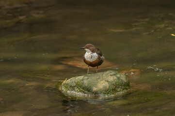 Dipper perched on a rock in a stream Scotland