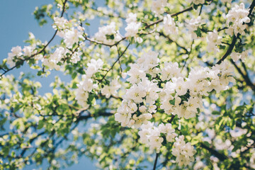 Branch of a blossoming apple tree in a spring garden. Spring blossom.