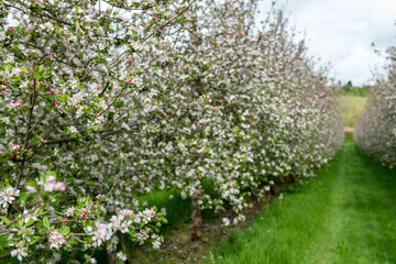 A row of apple trees in blossom in a cider orchard