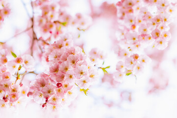 Amazing pink cherry blossoms on the Sakura tree. Beautiful spring tree.