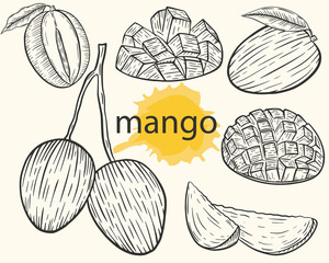 Mango vector set. Sketch whole and cut fruit, mango on branch with leaves. Agricultural botanical sketch for label or design. Growing plant food hand drawing