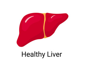 Human liver organ, Anatomy, medicine concept, Healthcare. Design element flat vector illustration
