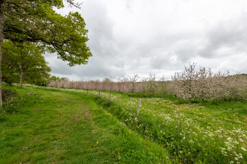 Landscape photo of a cider orchard in blossom