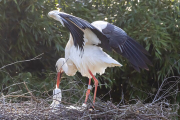 stork