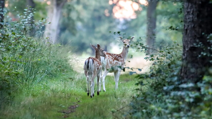 deer in the woods