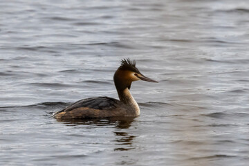 great crested grebe