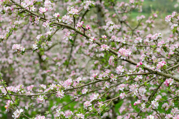 Close up of abranch of apple blossom in an apple orchard