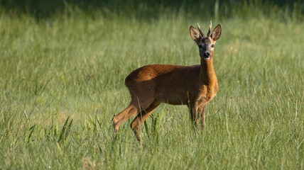 deer in the woods