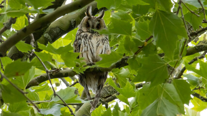 bird in the tree