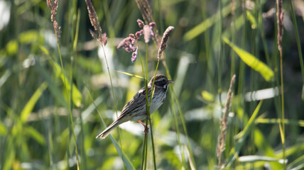 bird in the grass