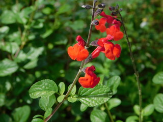 Autumn sage, or Salvia Greggii, red flowers