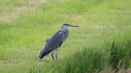 great blue heron