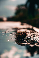 sea urchin shell
