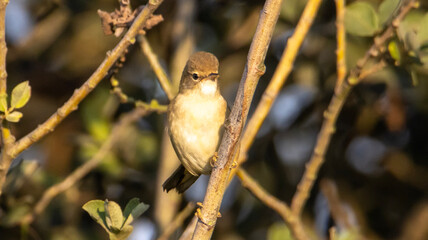 female house sparrow