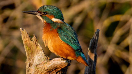 kingfisher on a branch